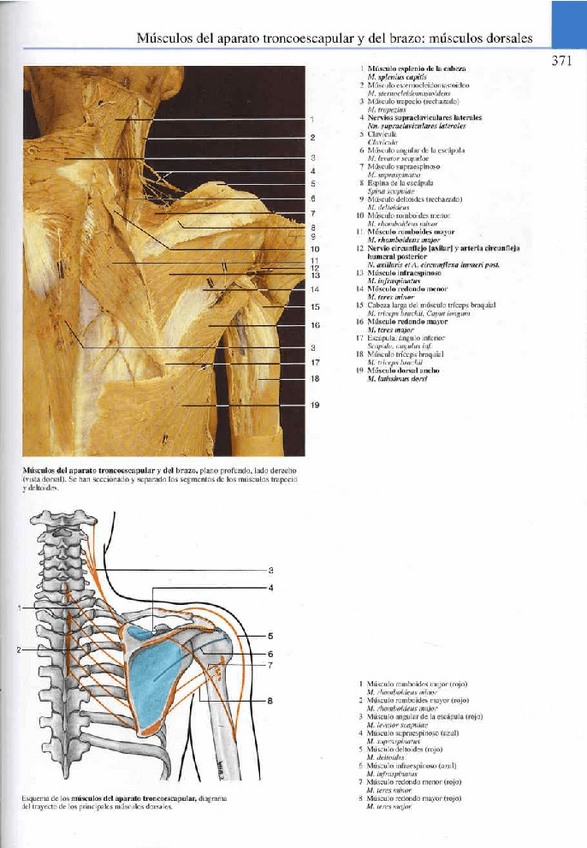 Miniatura del documento Atlas-Yokochi-6ta-1-20.pdf