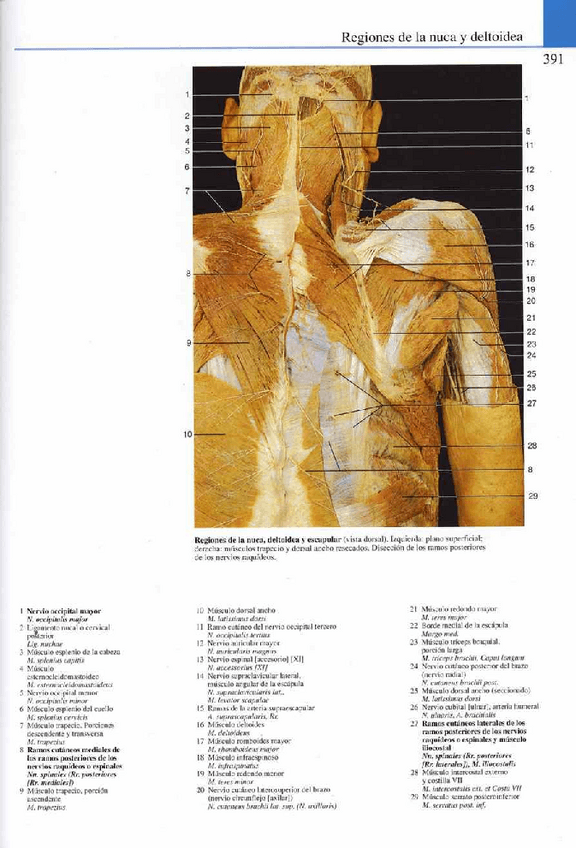 Miniatura del documento Atlas-Yokochi-6ta-1-21.pdf