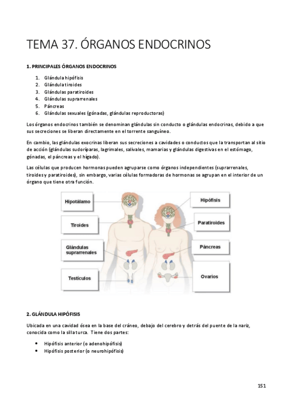 Miniatura del documento Apuntes-Endocrino.pdf