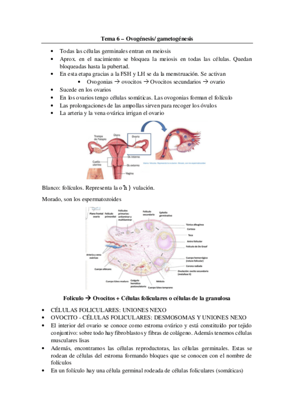 Miniatura del documento Tema-6-Ovogenesis.pdf