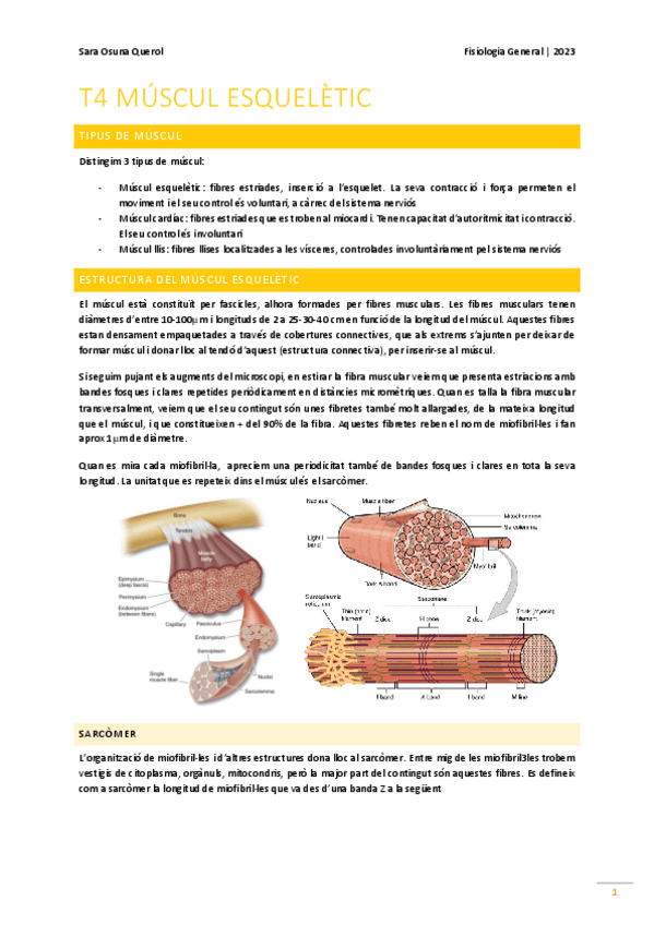 Miniatura del documento t4 - múscul esquelètic.pdf