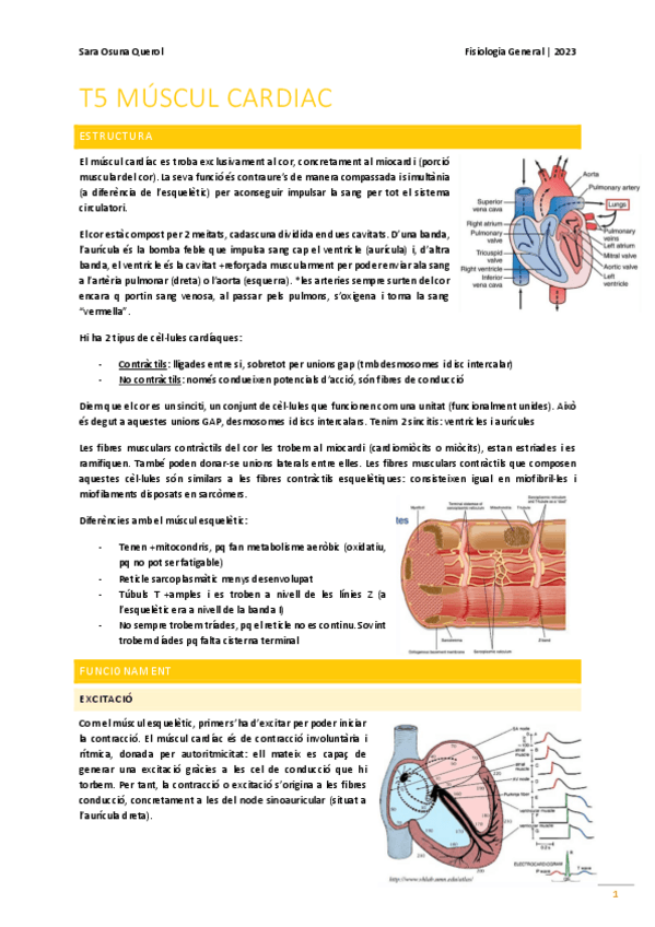 Miniatura del documento t5 - múscul cardíac.pdf