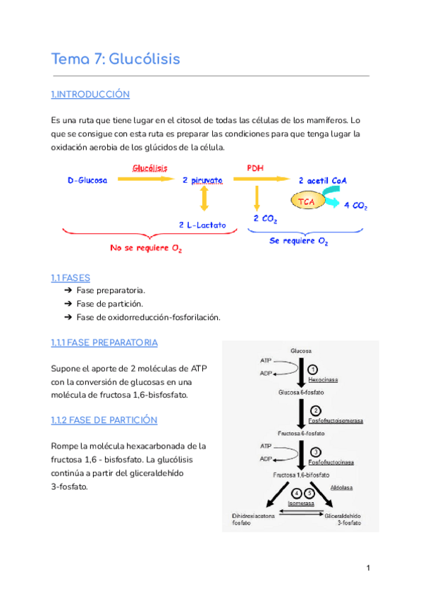 Miniatura del documento Tema-7-Glucolisis.pdf