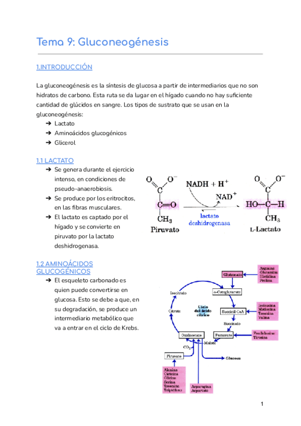 Miniatura del documento Tema-9-Gluconeogenesis.pdf