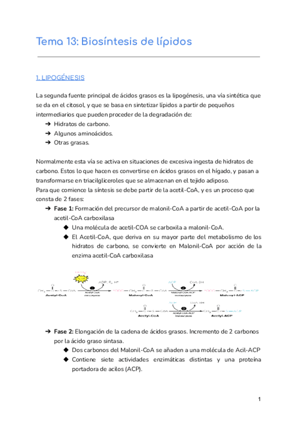 Miniatura del documento Tema-13-Biosintesis-de-lipidos.pdf