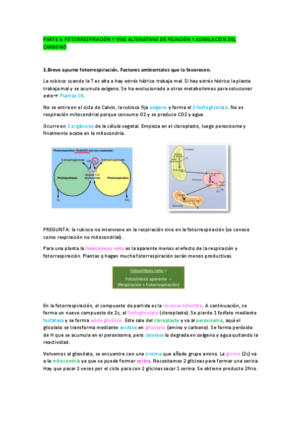 Miniatura del documento TEMA-10.-FotorrespiracionJ-plantas-C4-y-CAM.pdf