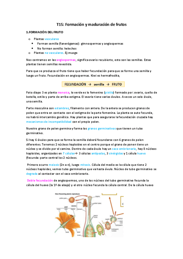 Miniatura del documento Tema-15.-Formacion-y-maduracion-de-frutos.pdf
