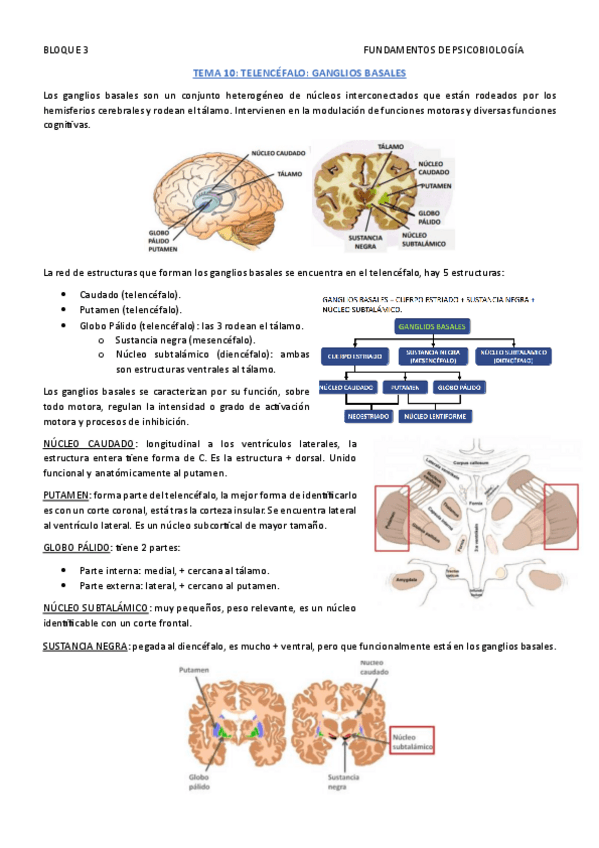 Miniatura del documento FUND.-DE-PSICOBIOLOGIA-TEMA-10--TEMA-11--TEMA-12.pdf