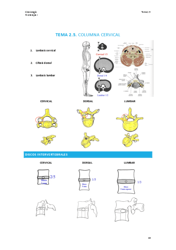 Miniatura del documento TEMA-2.5-CINESIOLOGIA.pdf