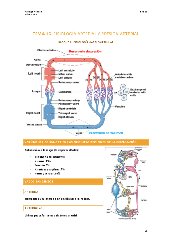 Miniatura del documento TEMA-16.-FISIOLOGIA.pdf