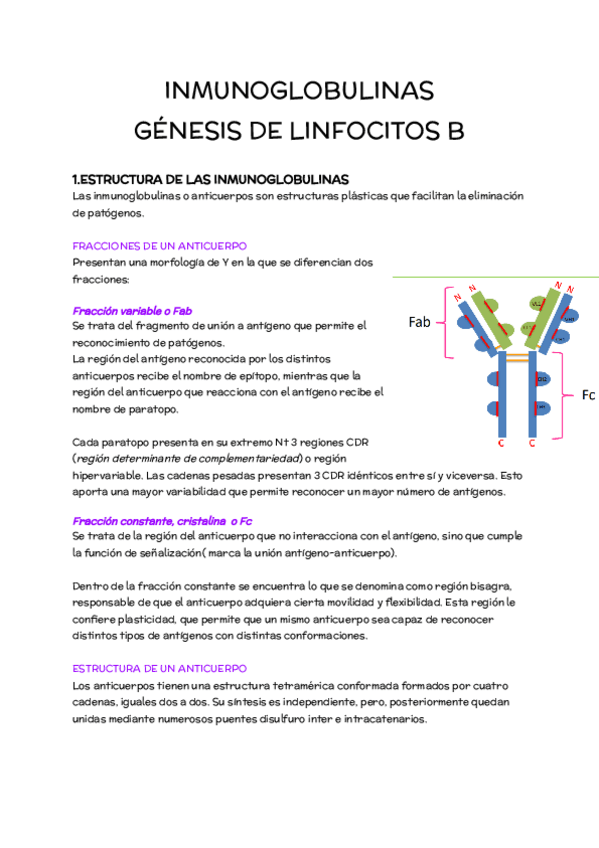 Miniatura del documento TEMA-3-ESTRUCTURA-Y-FUNCION-DE-LAS-INMUNOGLOBULINAS.-GENESIS-DEL-REPERTORIO-DE-LOS-LINFOCITOS.pdf