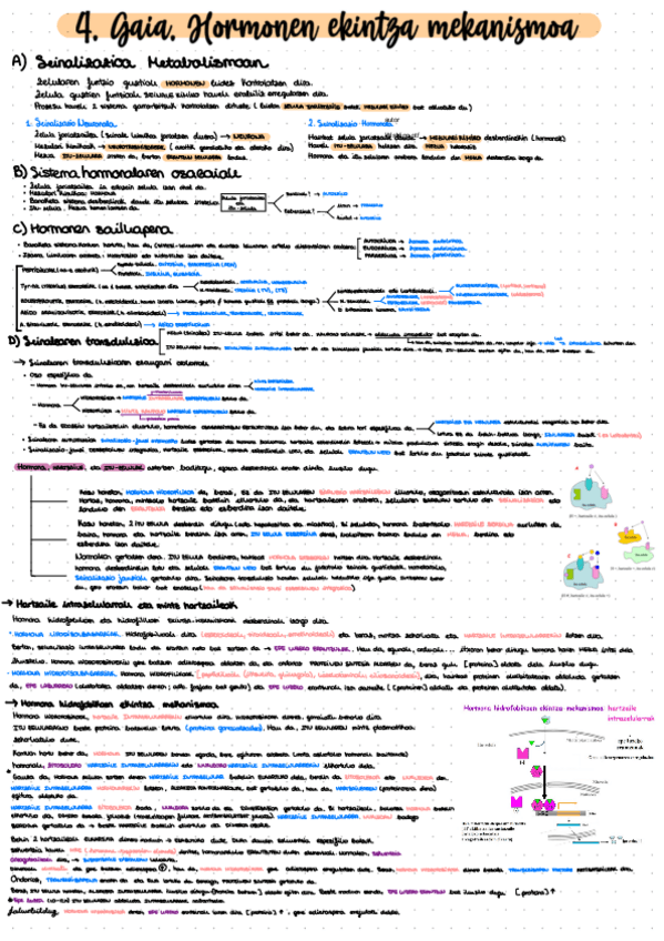 Miniatura del documento hormonak.pdf