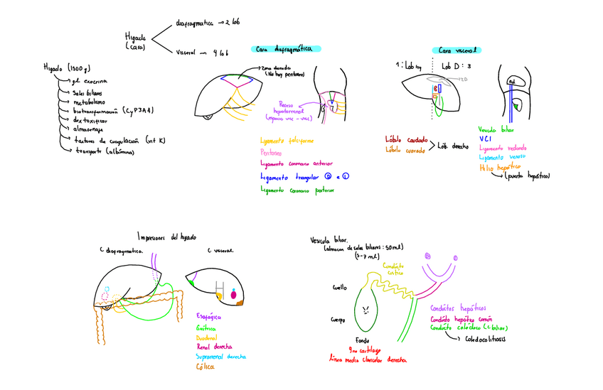 Miniatura del documento Higado-Y-Pancreas.pdf