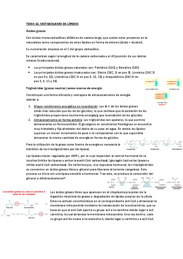 Miniatura del documento T12.pdf