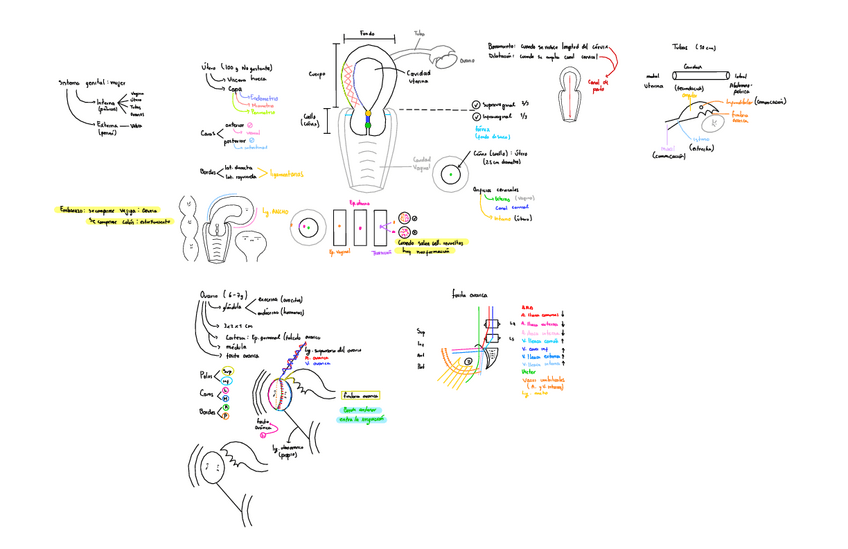 Miniatura del documento Sistema-Genital-mujer-Y-Ovario.pdf
