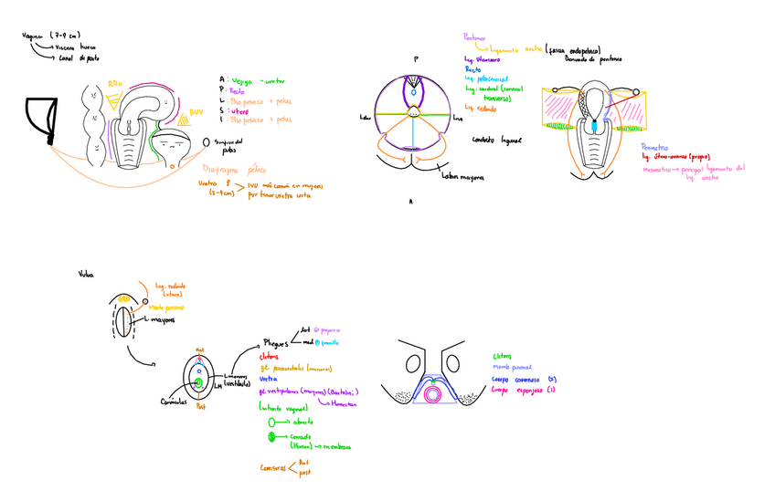 Miniatura del documento Vagina-Y-Vulva.pdf