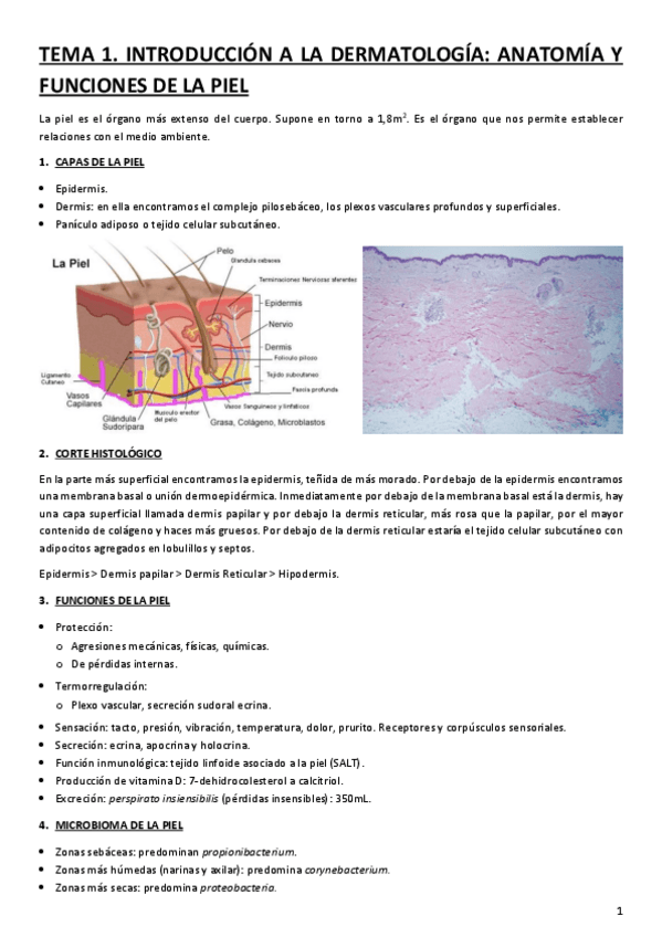 Miniatura del documento TEMA-1.-INTRODUCCION-A-LA-DERMATOLOGIA.-ANATOMIA-Y-FUNCIONES-DE-LA-PIEL.pdf