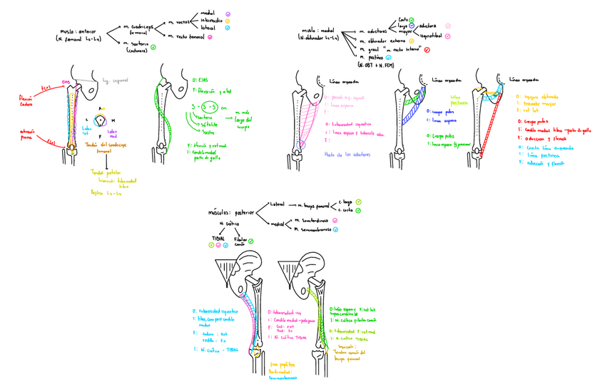 Miniatura del documento Muslo-Anterior-Medial-Y-Posterior.pdf