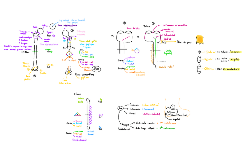 Miniatura del documento Miembro-Inferior-Huesos.pdf