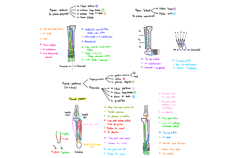 Miniatura del documento Pierna-Anterior-Lateral-Y-Posterior.pdf
