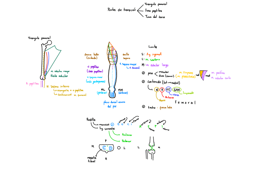Miniatura del documento Miembro-Inferior-Puntos-De-Transicion.pdf