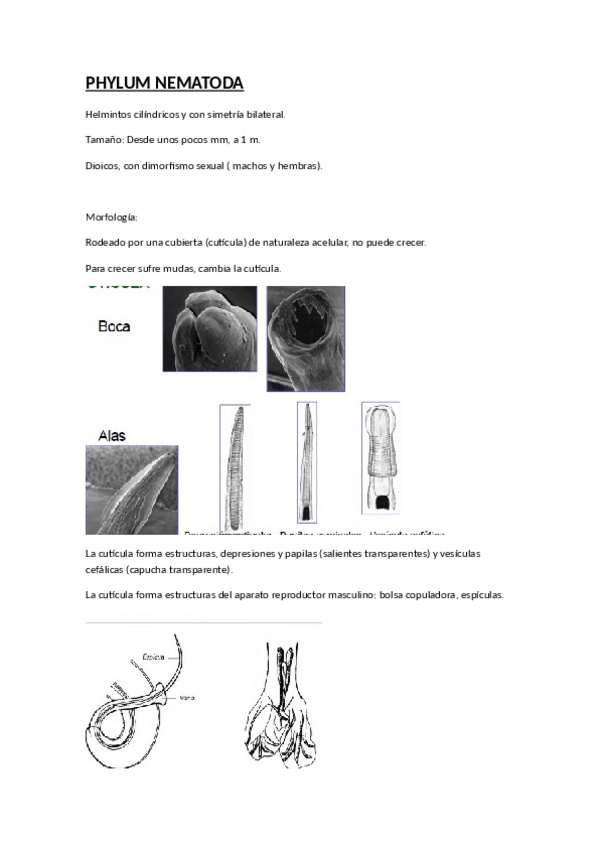 Miniatura del documento Nematodos.pdf
