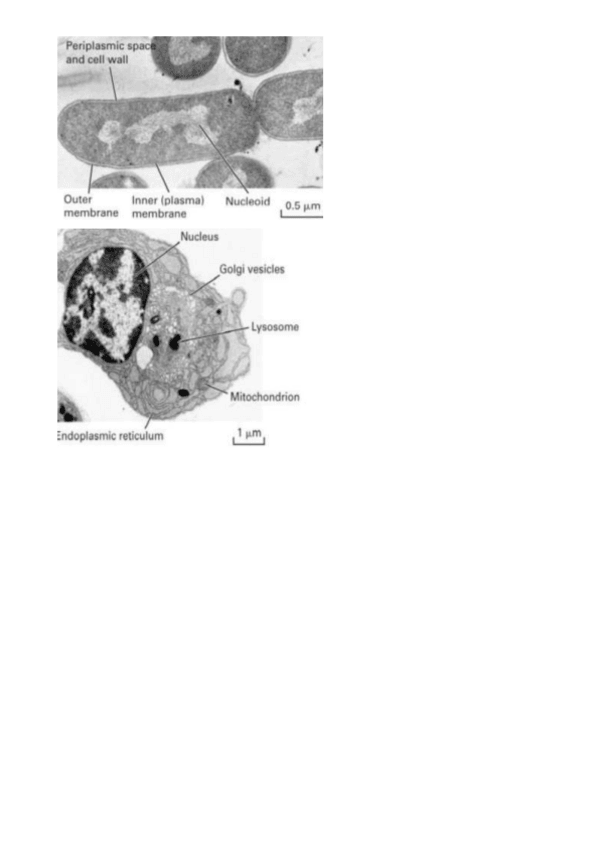 Miniatura del documento Analisis-de-imagen-Recopilacion-de-los-ppts.pdf