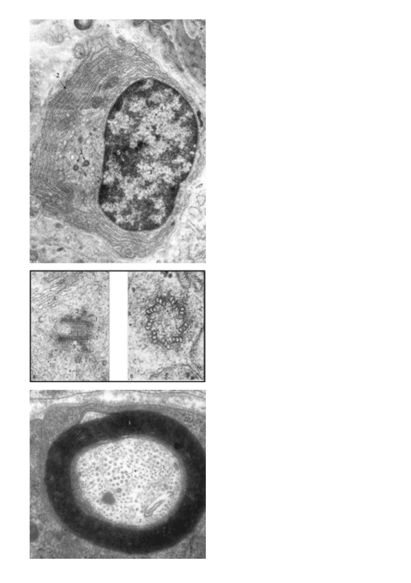 Miniatura del documento Imagenes-del-ppt-de-analisis.pdf
