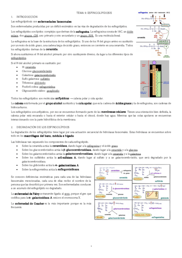 Miniatura del documento TEMA-9-ESFINGOLIPIDOSIS.pdf