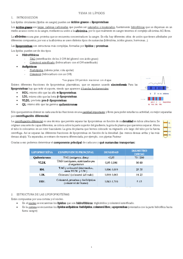 Miniatura del documento TEMA-10-LIPIDOS.pdf