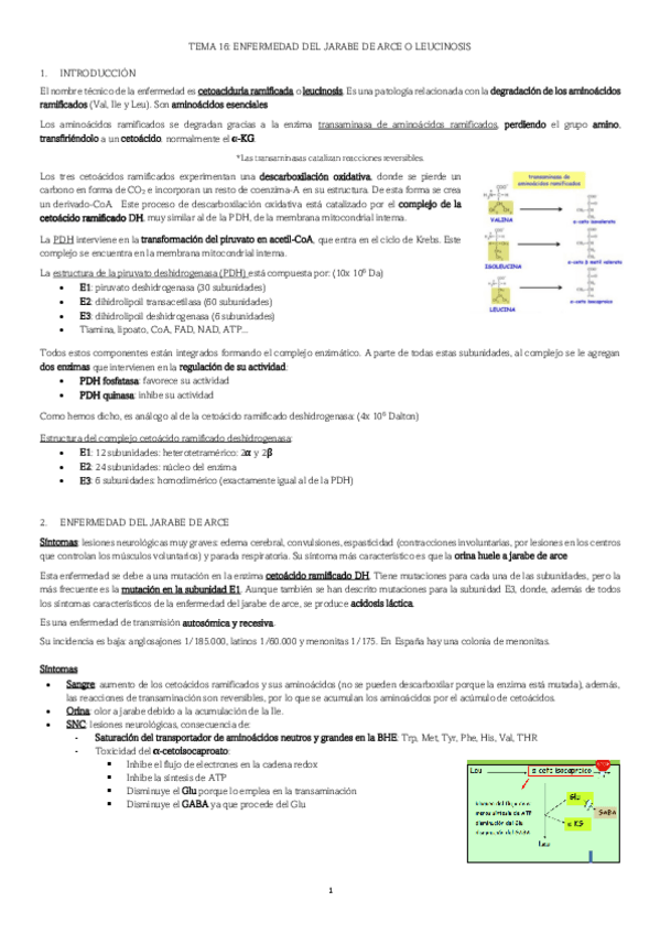 Miniatura del documento TEMA-16-ENFERMEDAD-DEL-JARABE-DE-ARCE-O-LEUCINOSIS.pdf