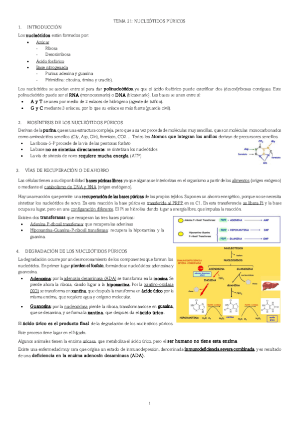 Miniatura del documento TEMA-21-NUCLEOTIDOS-PURICOS.pdf