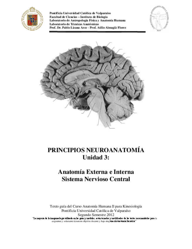 Miniatura del documento Anatomia-externa-e-interna.-Sistema-nervioso-central.pdf