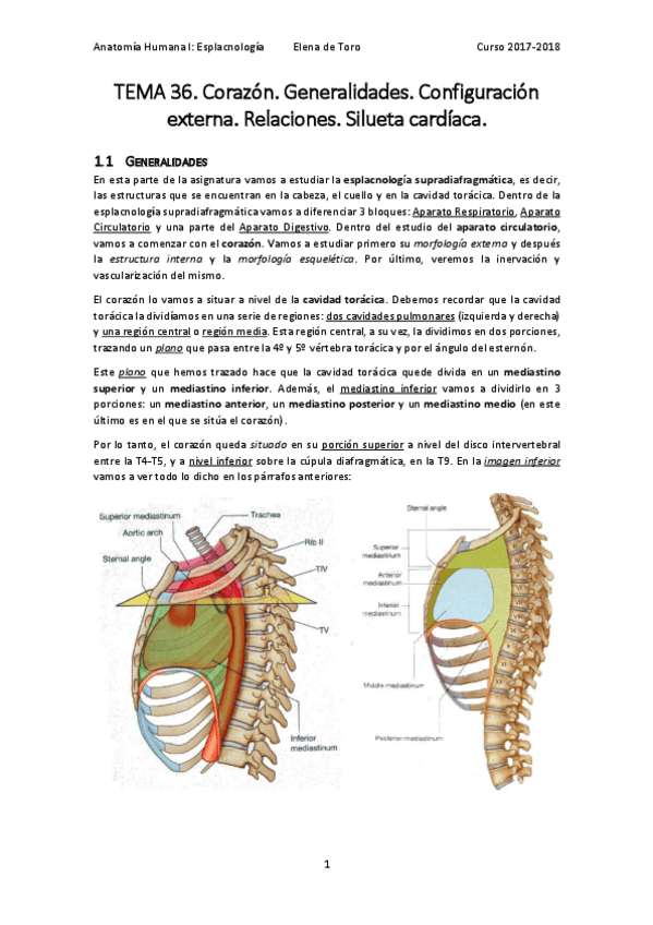 Miniatura del documento TEMA 36. Corazón. Generalidades. Configuración externa. Relaciones. Silueta cardíaca..pdf