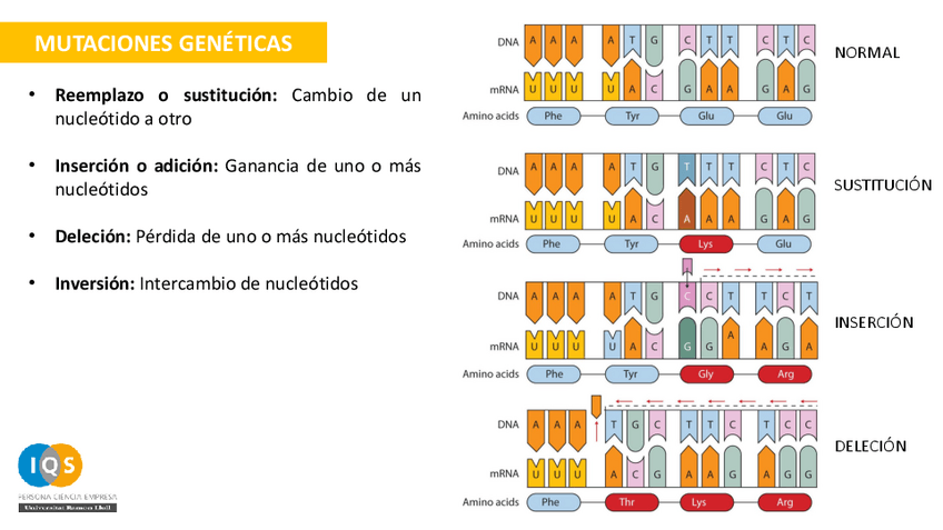 Miniatura del documento PROBLEMAS-DE-GENETICA-6-RESUELTOS-1 (Biología).pdf