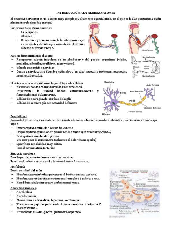Miniatura del documento 2.INTRODUCCION-A-LA-NEUROANATOMIA.pdf