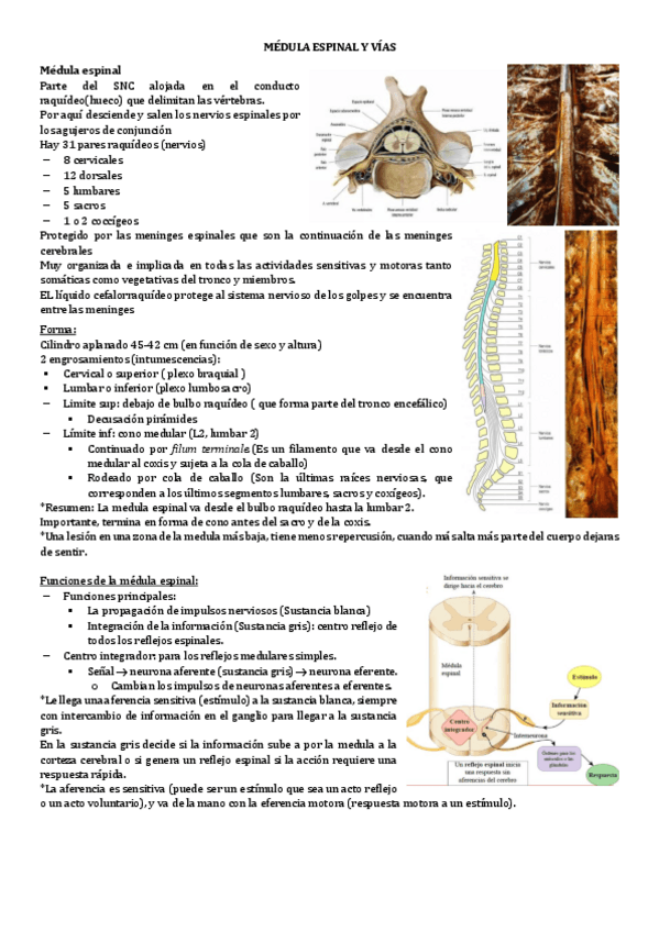 Miniatura del documento 3.MEDULA-ESPINAL-Y-VIAS.pdf