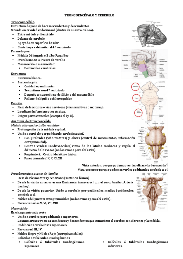 Miniatura del documento 4.TRONCOENCEFALO-Y-CEREBELO.pdf