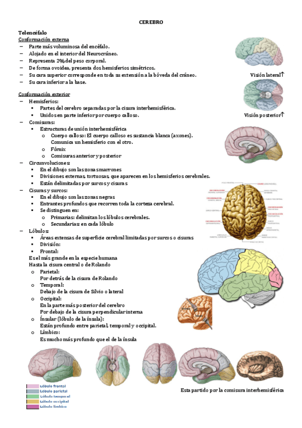 Miniatura del documento 5.CEREBRO.pdf