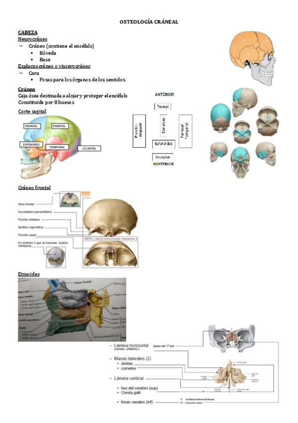 Miniatura del documento 6.-OSTEOLOGIA-CRANEAL-Y-FACIAL.pdf