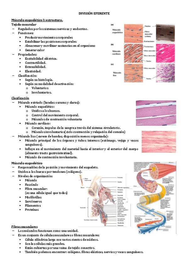 Miniatura del documento 2.4-DIVISION-EFERENTE.pdf