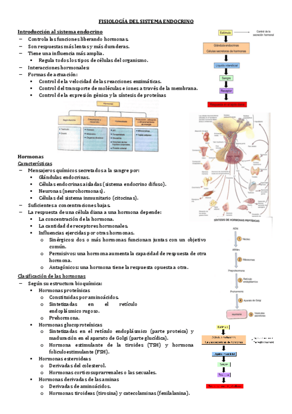 Miniatura del documento 3.-FISIOLOGIA-DEL-SISTEMA-ENDOCRINO.pdf