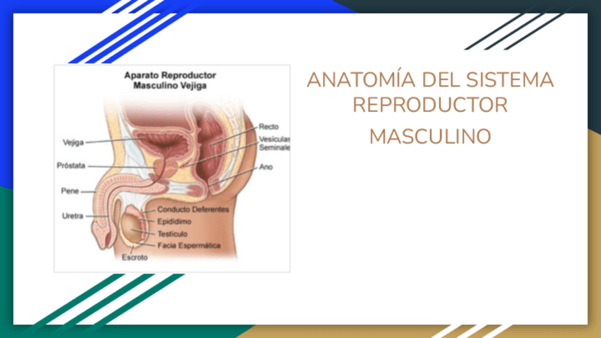 Miniatura del documento ANATOMIA DEL SISTEMA REPRODUCTOR MASCULINO.pdf