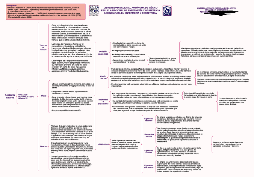 Miniatura del documento Mapa conceptual Anatomía materna tarea.pdf
