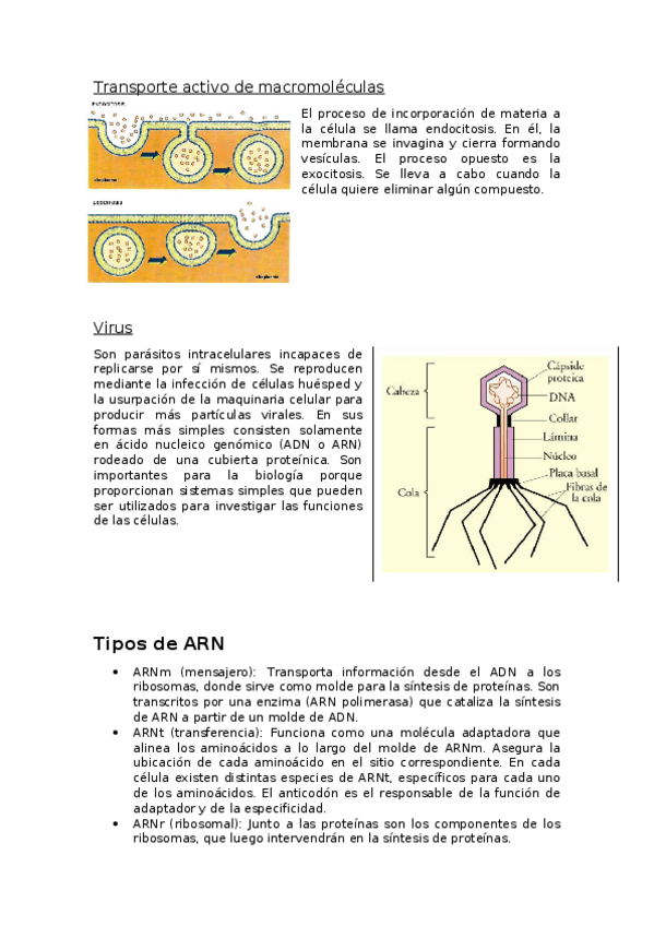 Miniatura del documento Transporte-activo-de-macromoleculas.docx