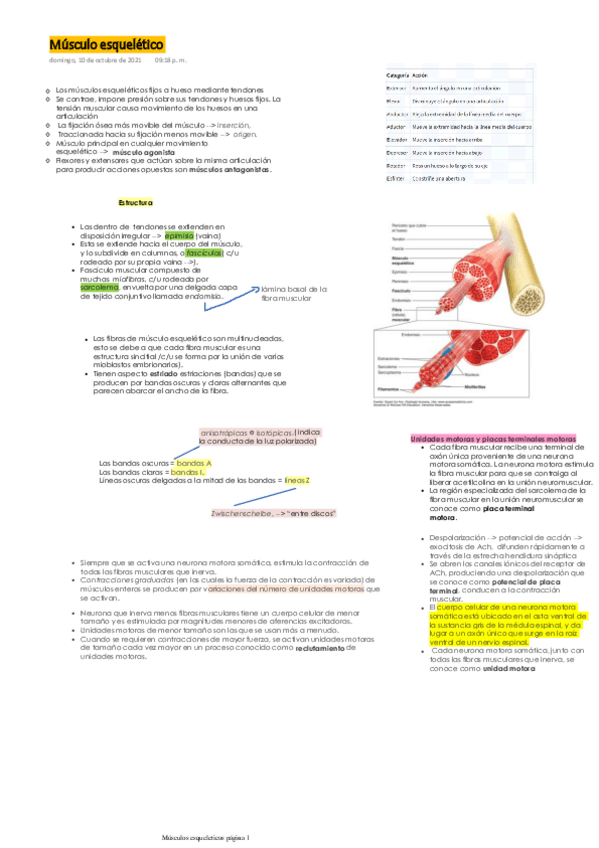 Miniatura del documento Musculo-esqueletico.pdf