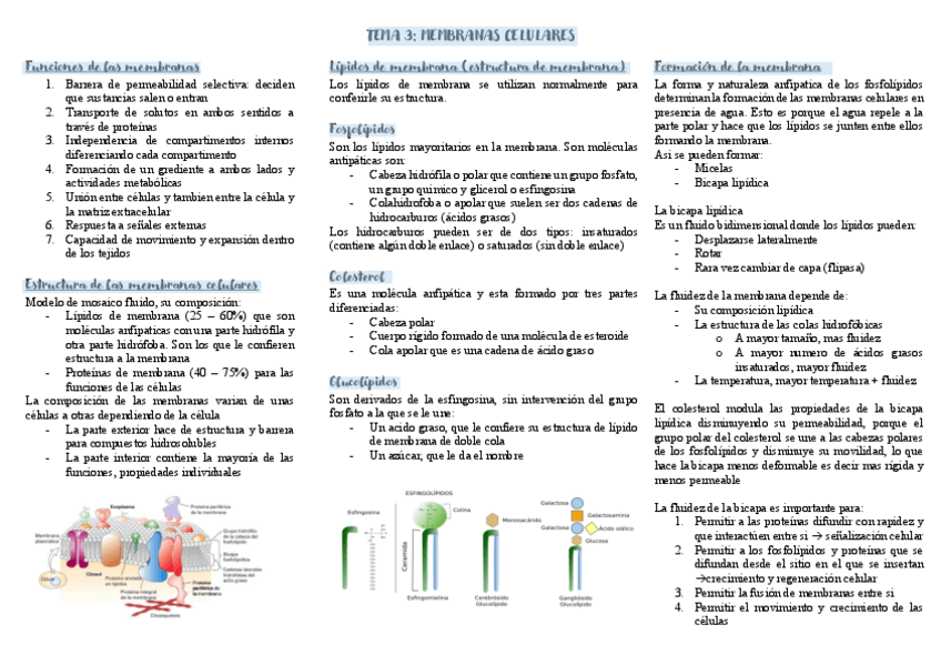 Miniatura del documento TEMA-3.pdf