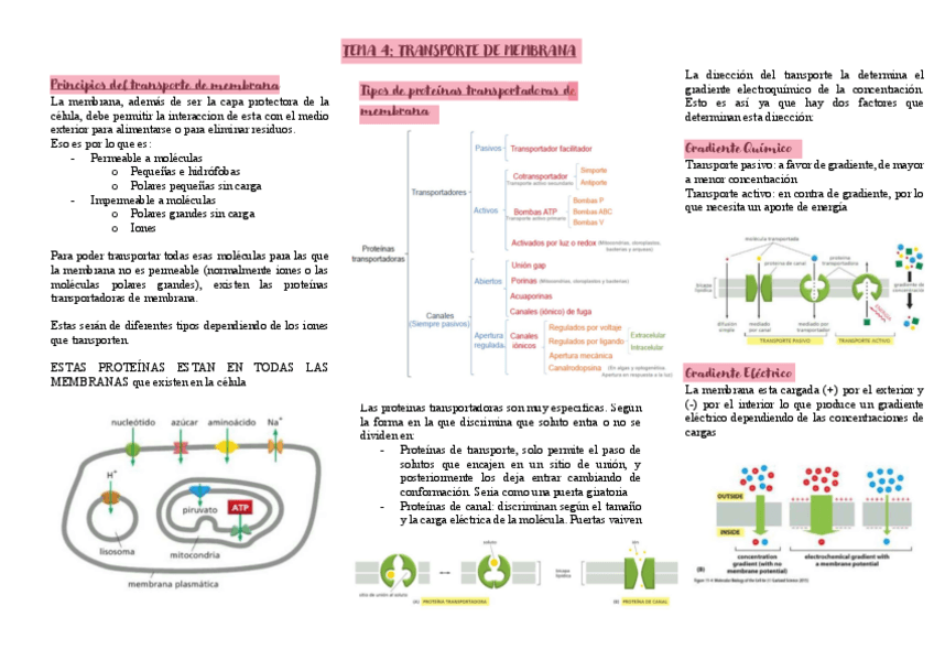 Miniatura del documento TEMA-4-copia.pdf