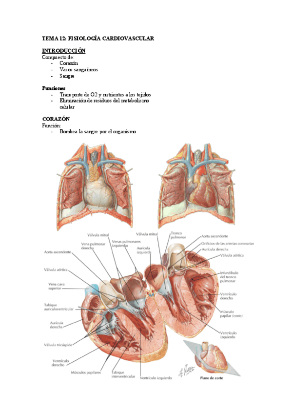 Miniatura del documento TEMA-12.pdf