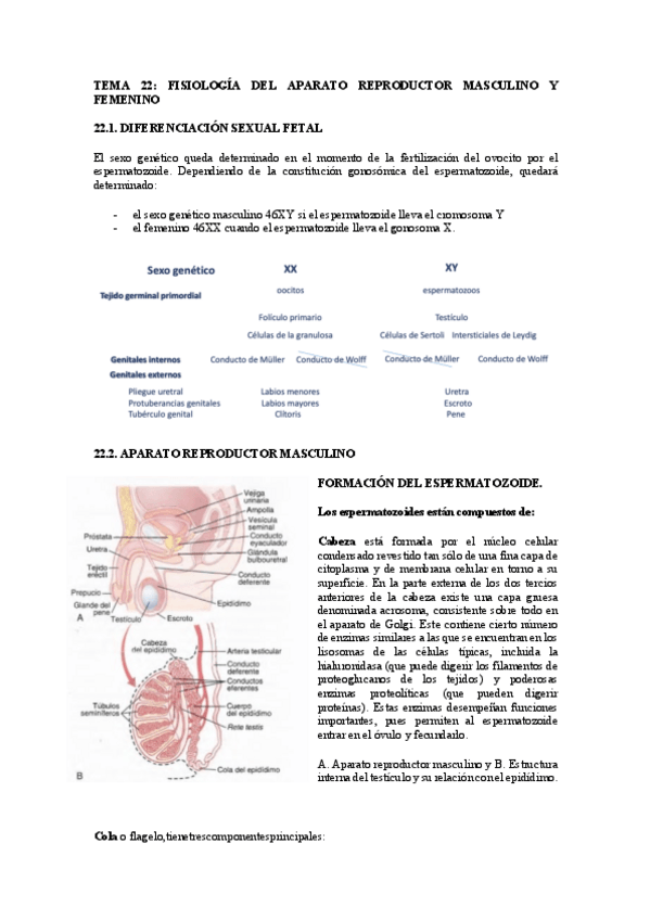Miniatura del documento TEMA-22.pdf
